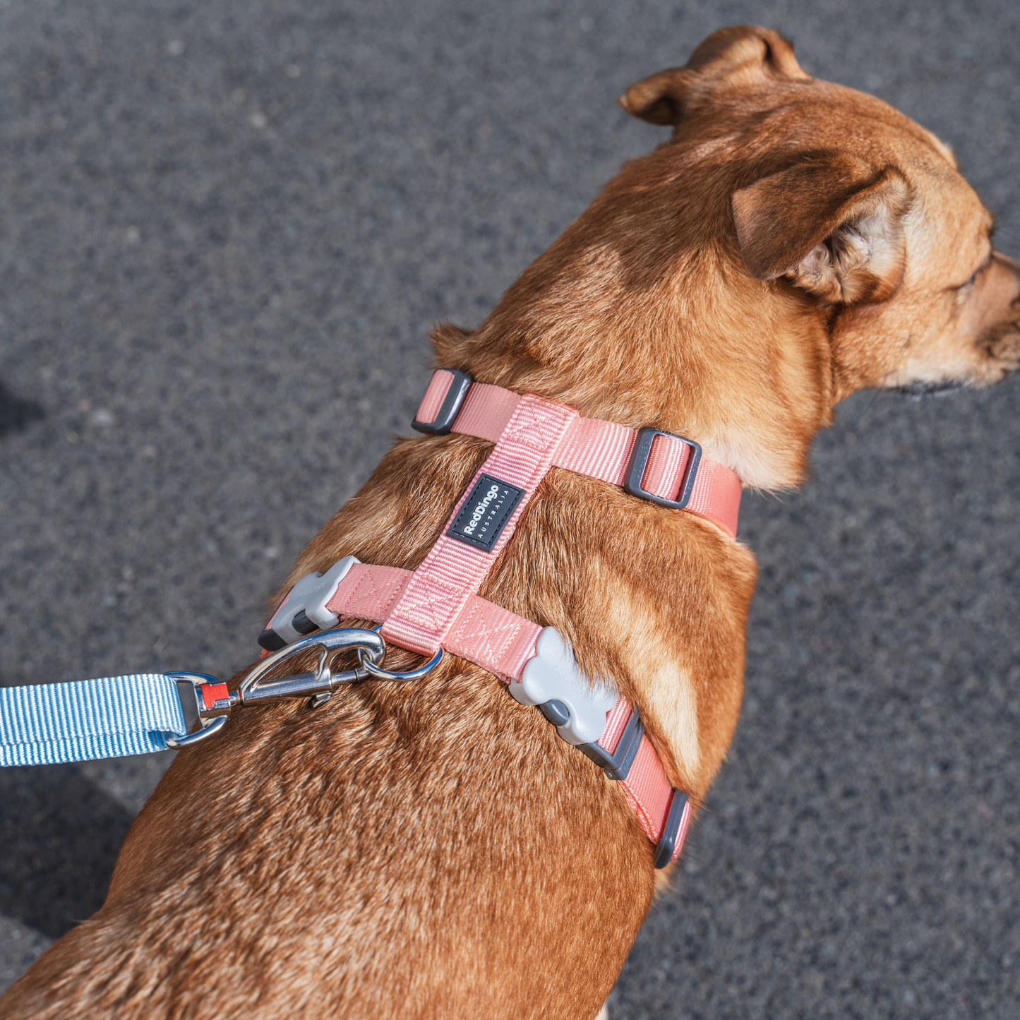 Laisse pour Chien Ultra Confort – Mousqueton breveté – Nylon Premium|Pastel - RedDingo