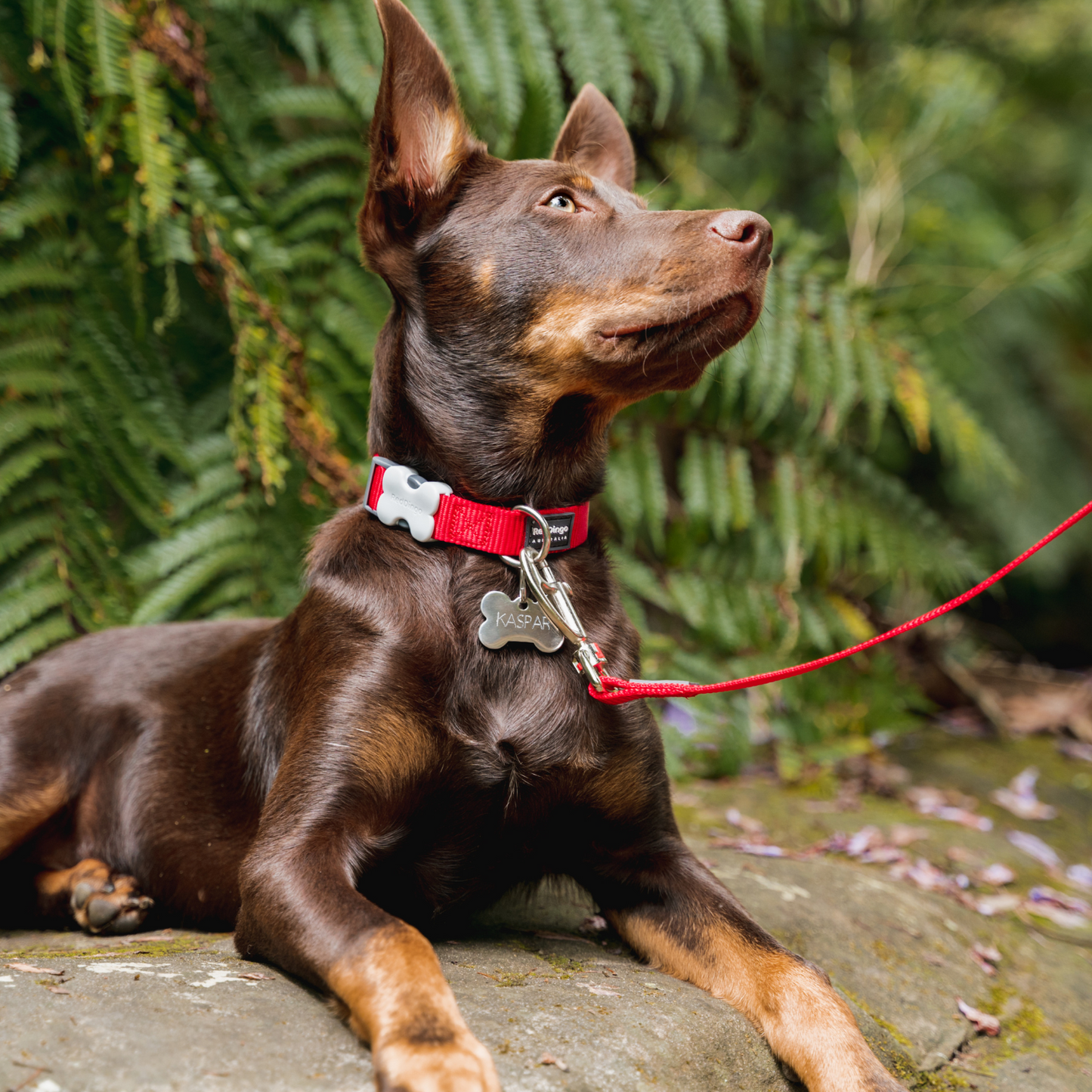 Collier pour Chien Original basic – Boucle Innovante – Réglable – Nylon Premium|Bucklebone - RedDingo