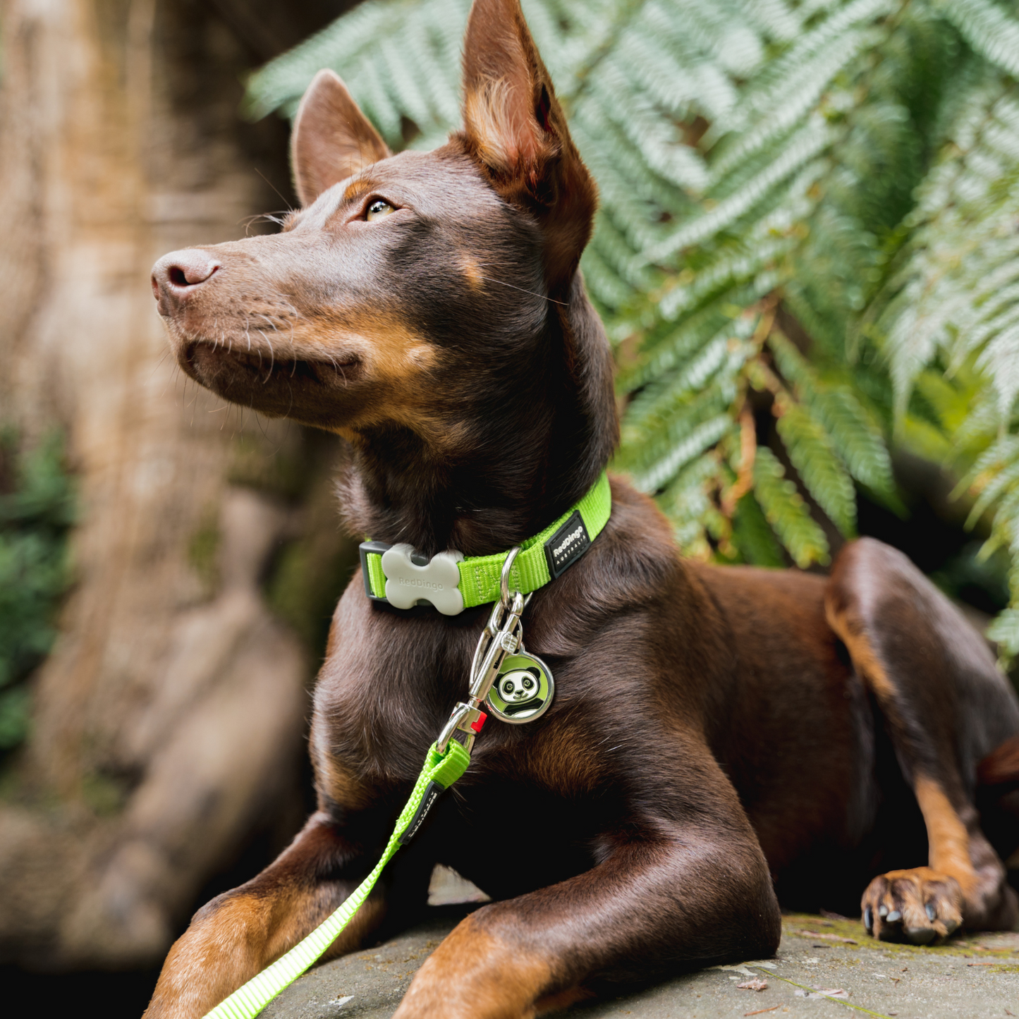 Collier pour Chien Original basic – Boucle Innovante – Réglable – Nylon Premium|Bucklebone - RedDingo
