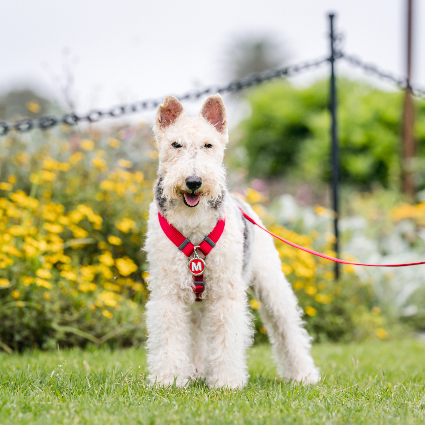 Harnais pour Chien – Boucle innovante – Nylon Premium|forme H Basic - RedDingo
