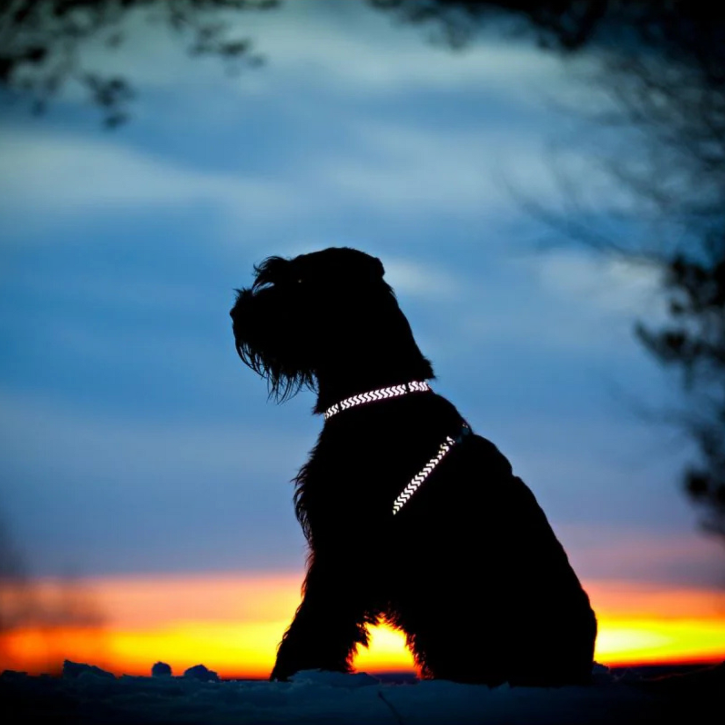 Harnais pour Chien – Boucle innovante – Nylon Premium|forme H Basic - RedDingo