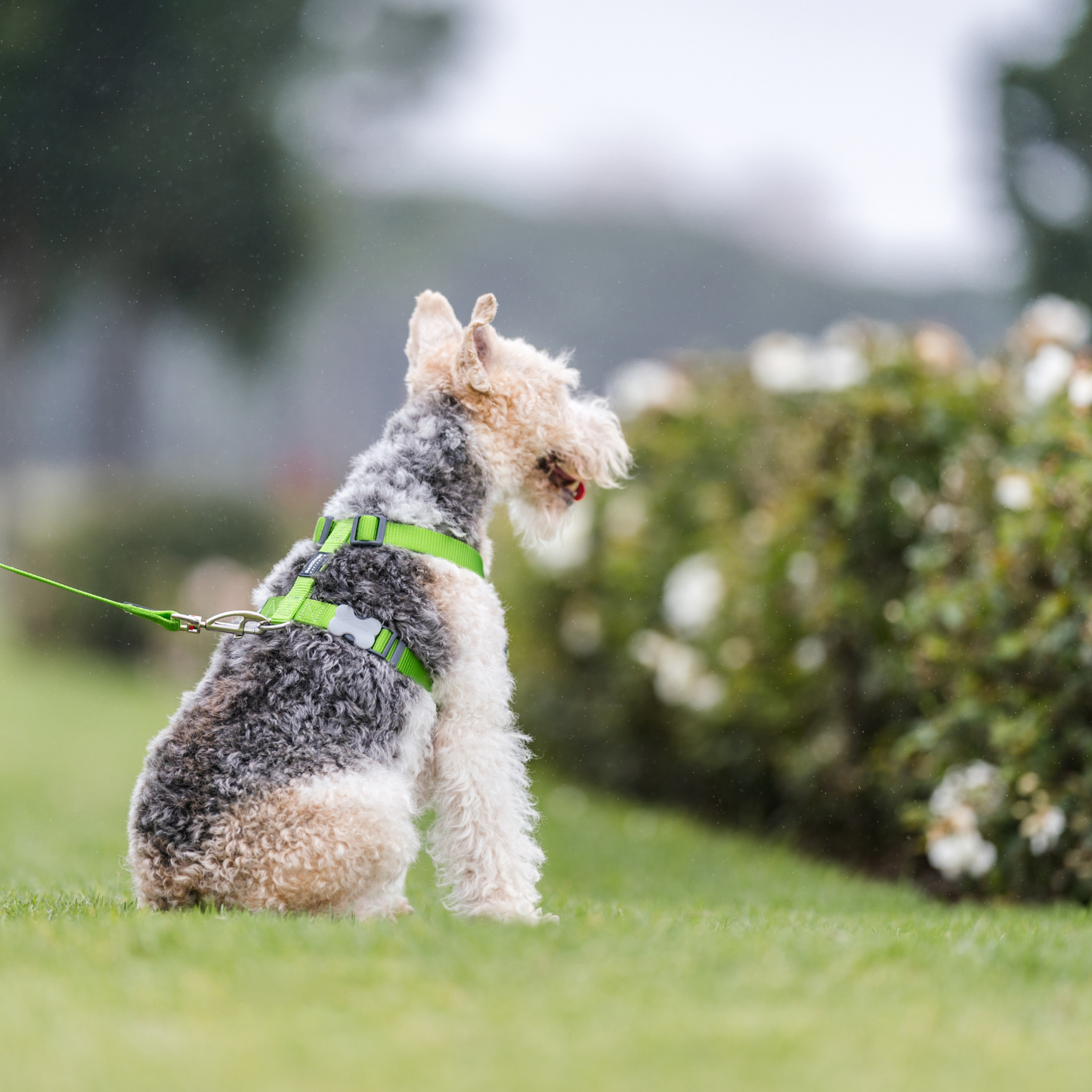 Harnais pour Chien – Boucle innovante – Nylon Premium|forme H Basic - RedDingo