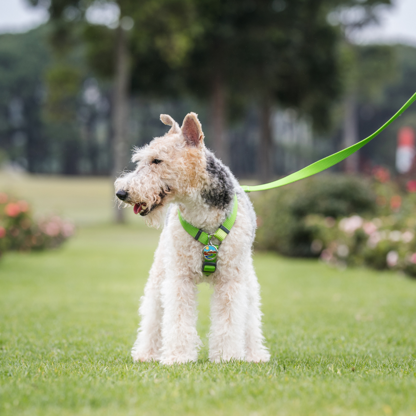 Harnais pour Chien – Boucle innovante – Nylon Premium|forme H Basic - RedDingo