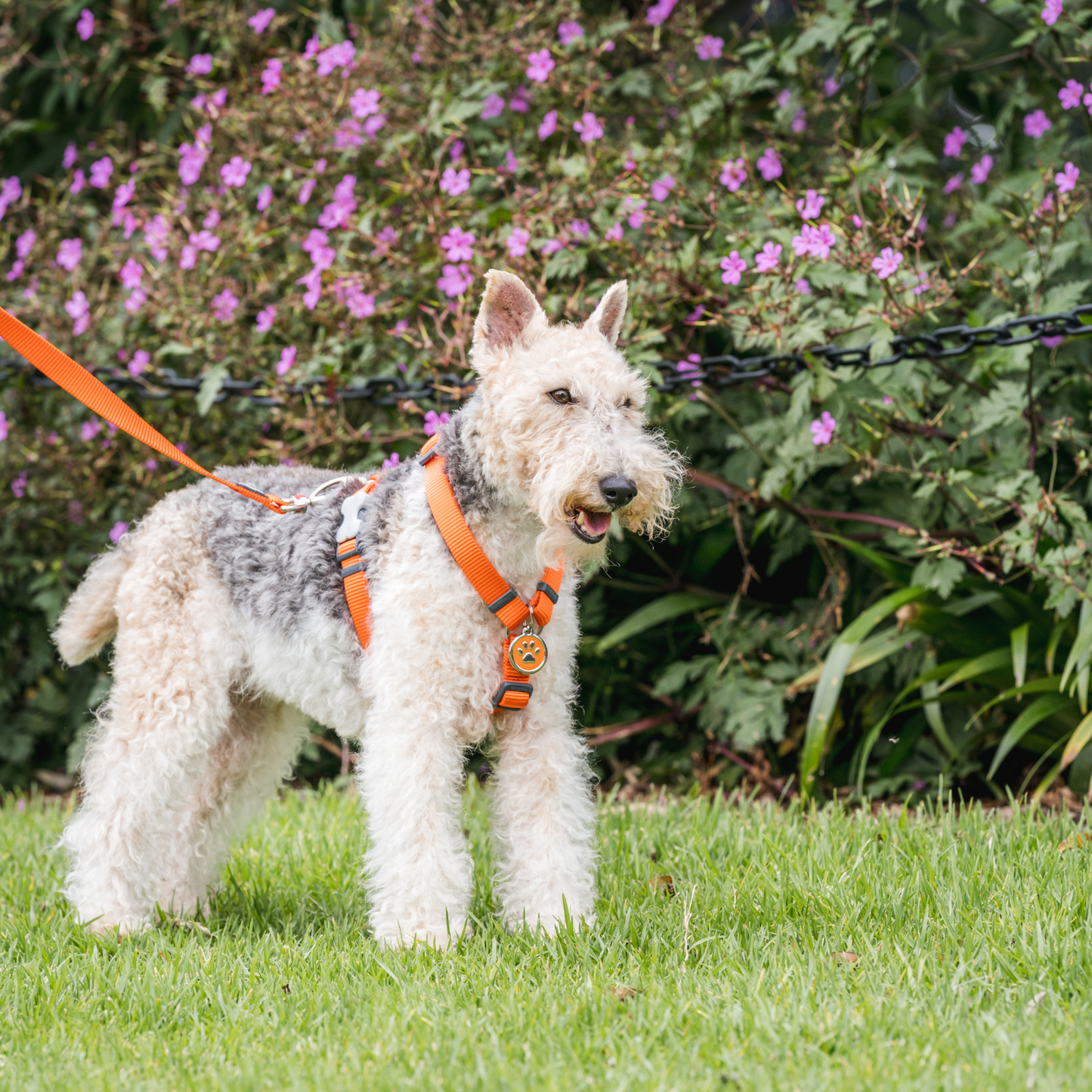 Harnais pour Chien – Boucle innovante – Nylon Premium|forme H Basic - RedDingo