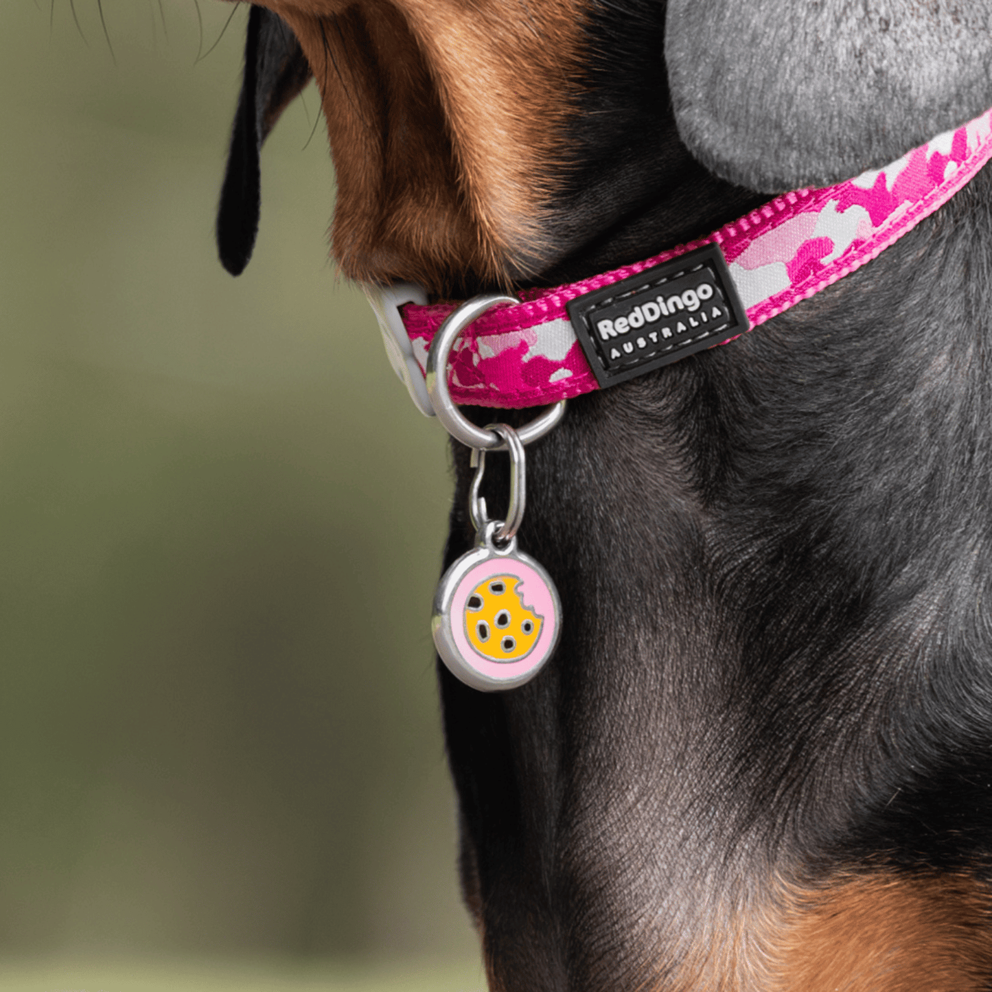 medaille identification chien acier inox email enamel et collier chien