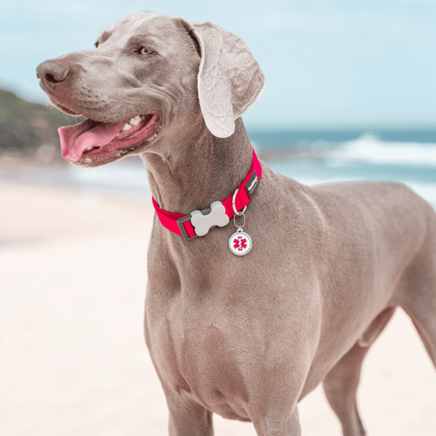 medaille identification chien acier inox enamel email et collier chien