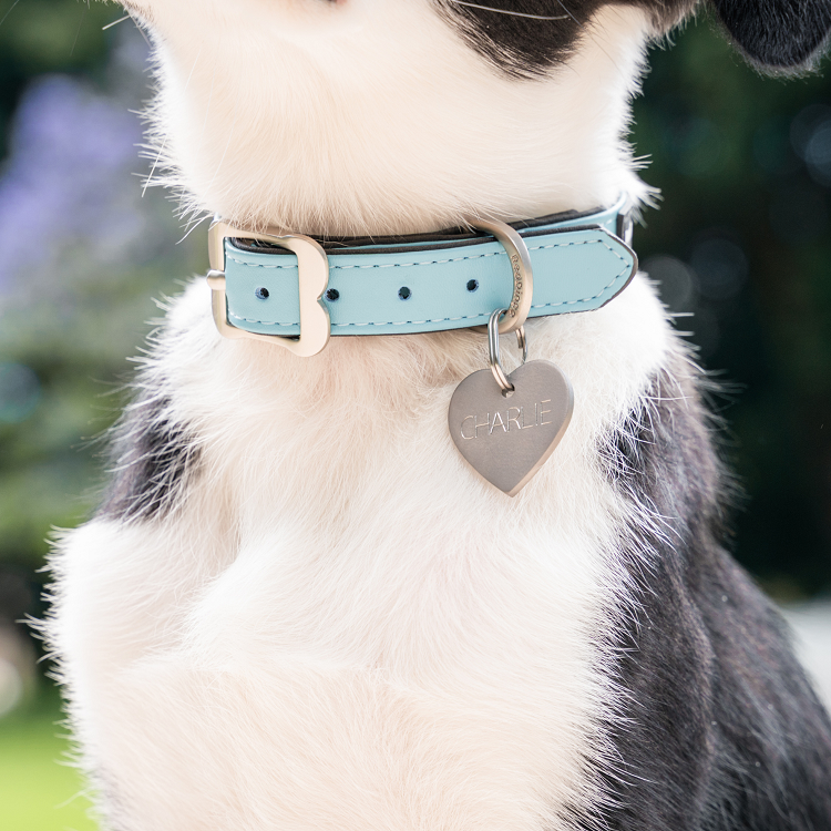 medaille identification chien inox gravure