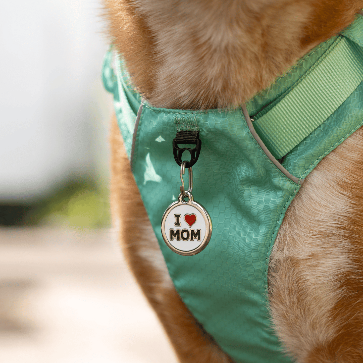 medaille personnalisée inox enamel email identification pour chien