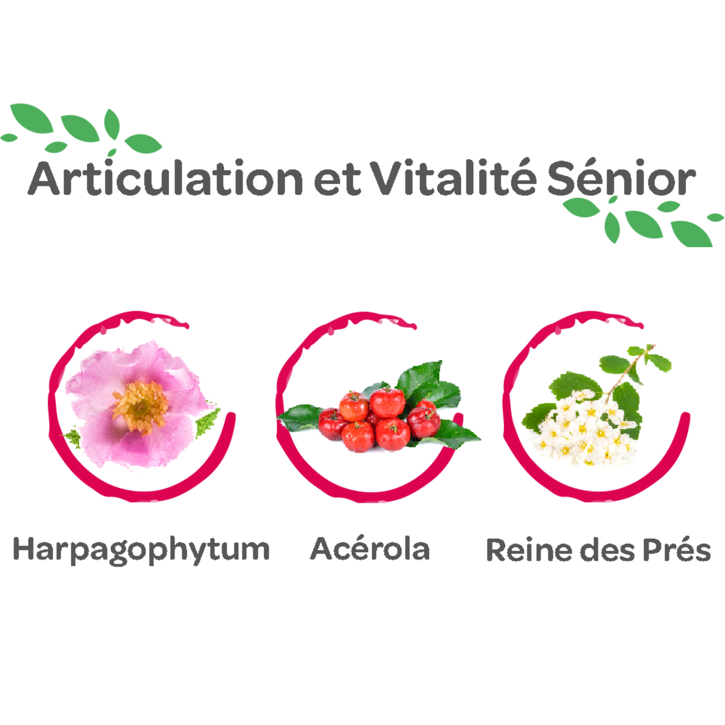 Articulation et Vitalité Sénior