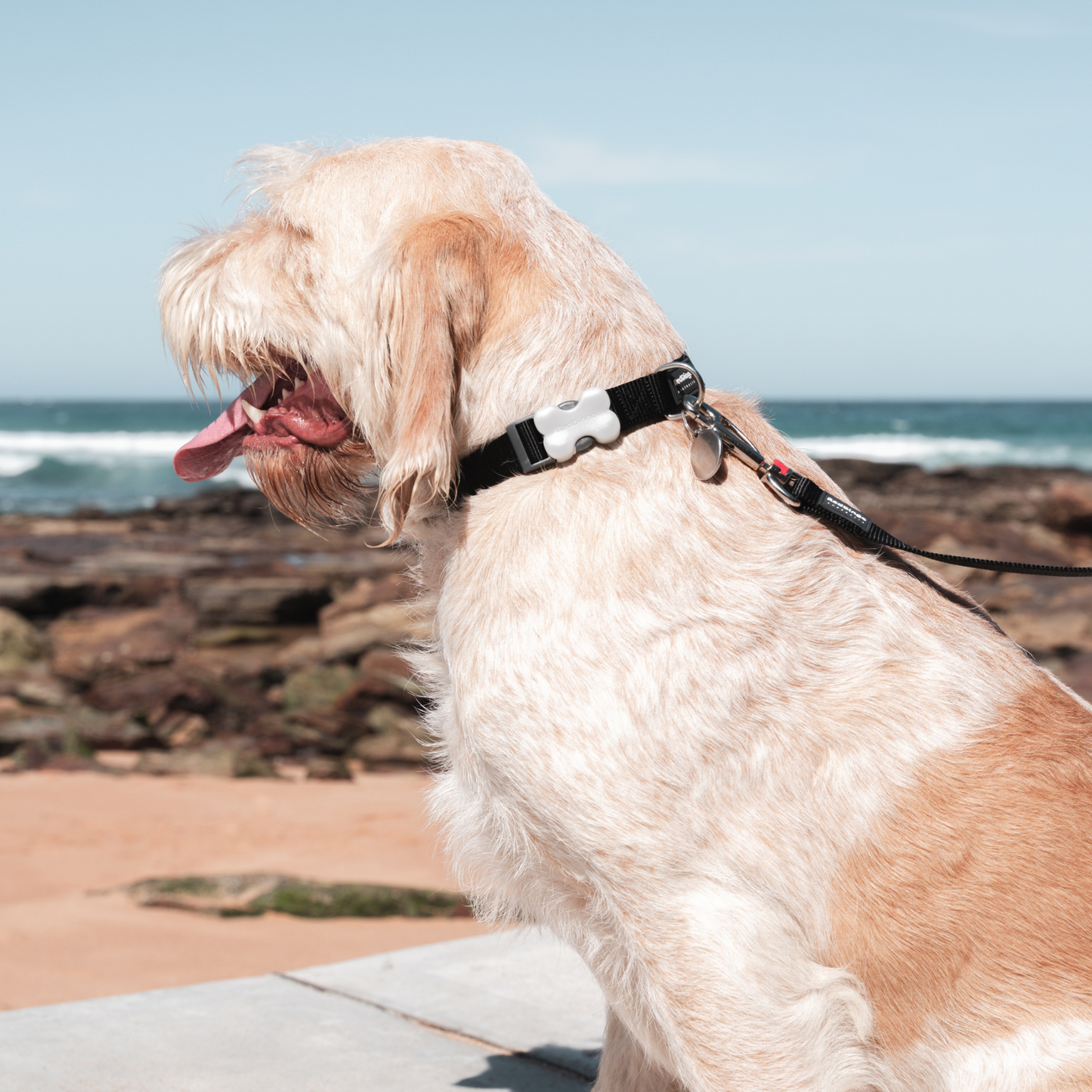 Collier pour Chien Original basic – Boucle Innovante – Réglable – Nylon Premium｜Bucklebone - RedDingo