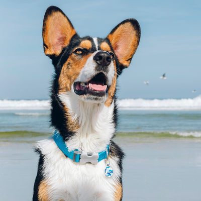 Collier pour Chien Original basic – Boucle Innovante – Réglable – Nylon Premium｜Bucklebone - RedDingo