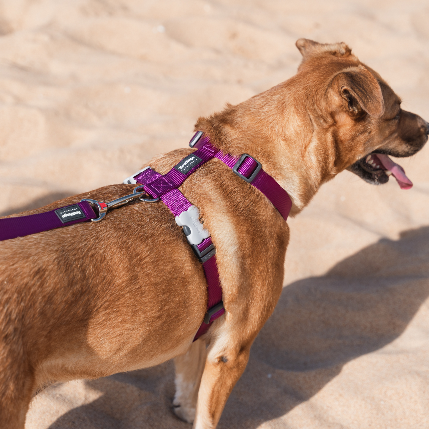 Harnais pour Chien – Boucle innovante – Nylon Premium｜forme H Basic - RedDingo