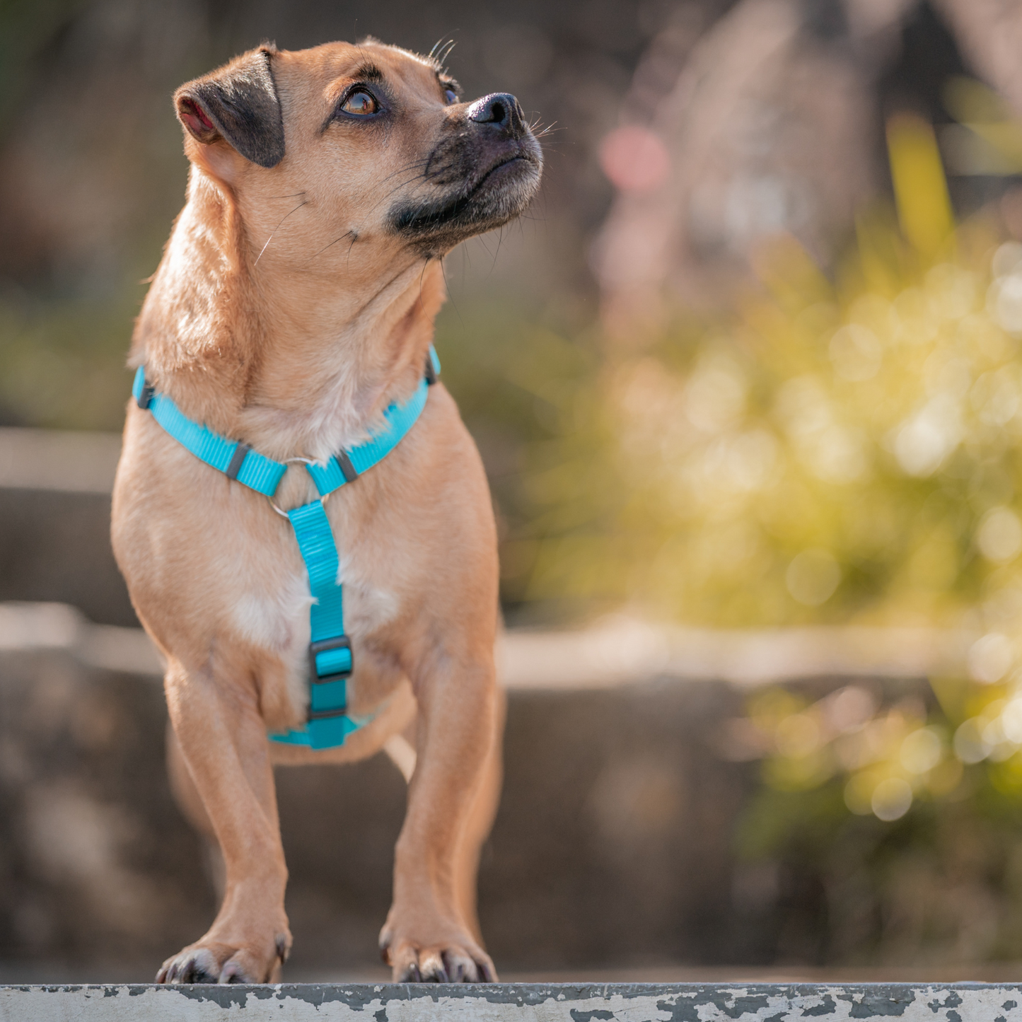 Harnais pour Chien – Boucle innovante – Nylon Premium｜forme H Basic - RedDingo