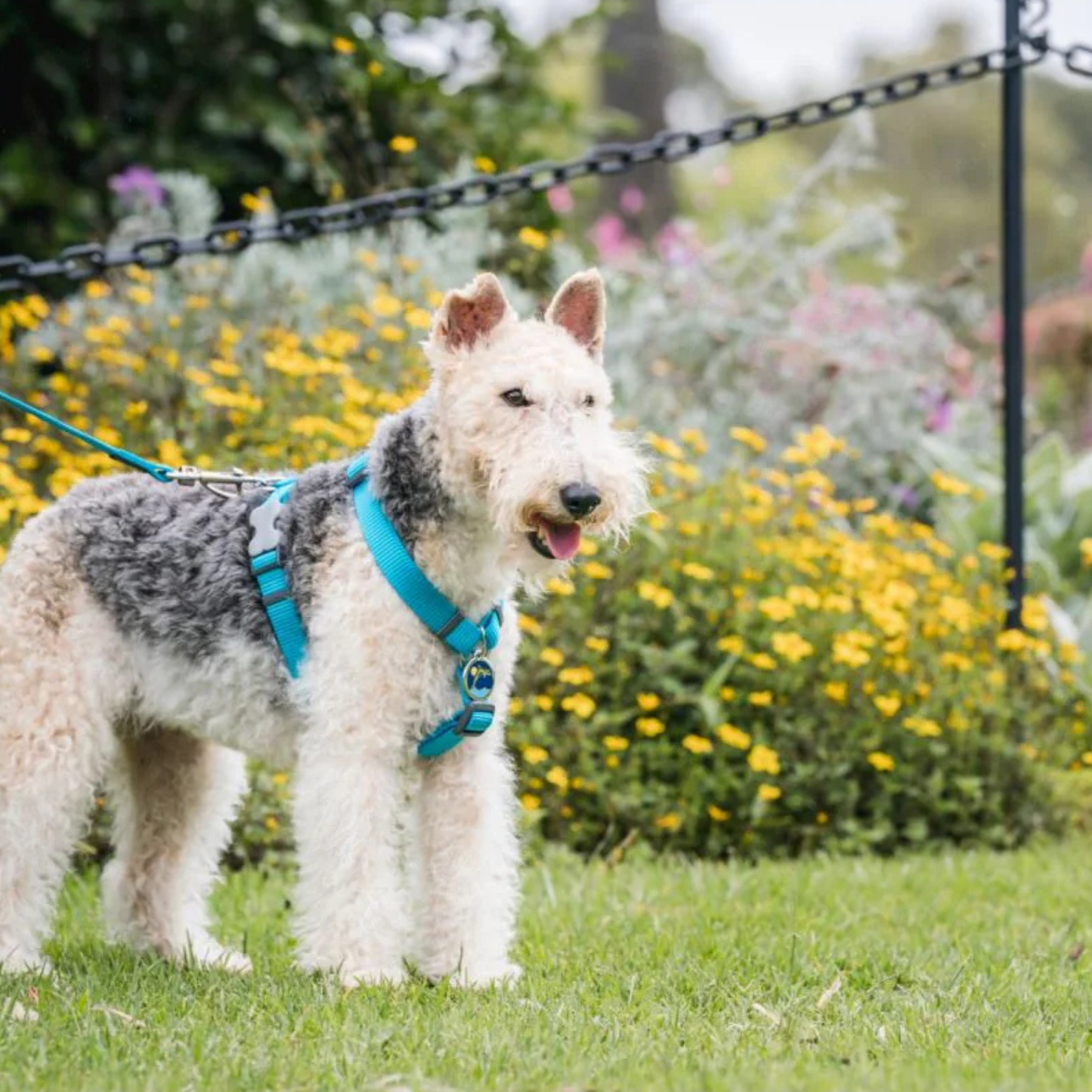 Harnais pour Chien – Boucle innovante – Nylon Premium｜forme H Basic - RedDingo