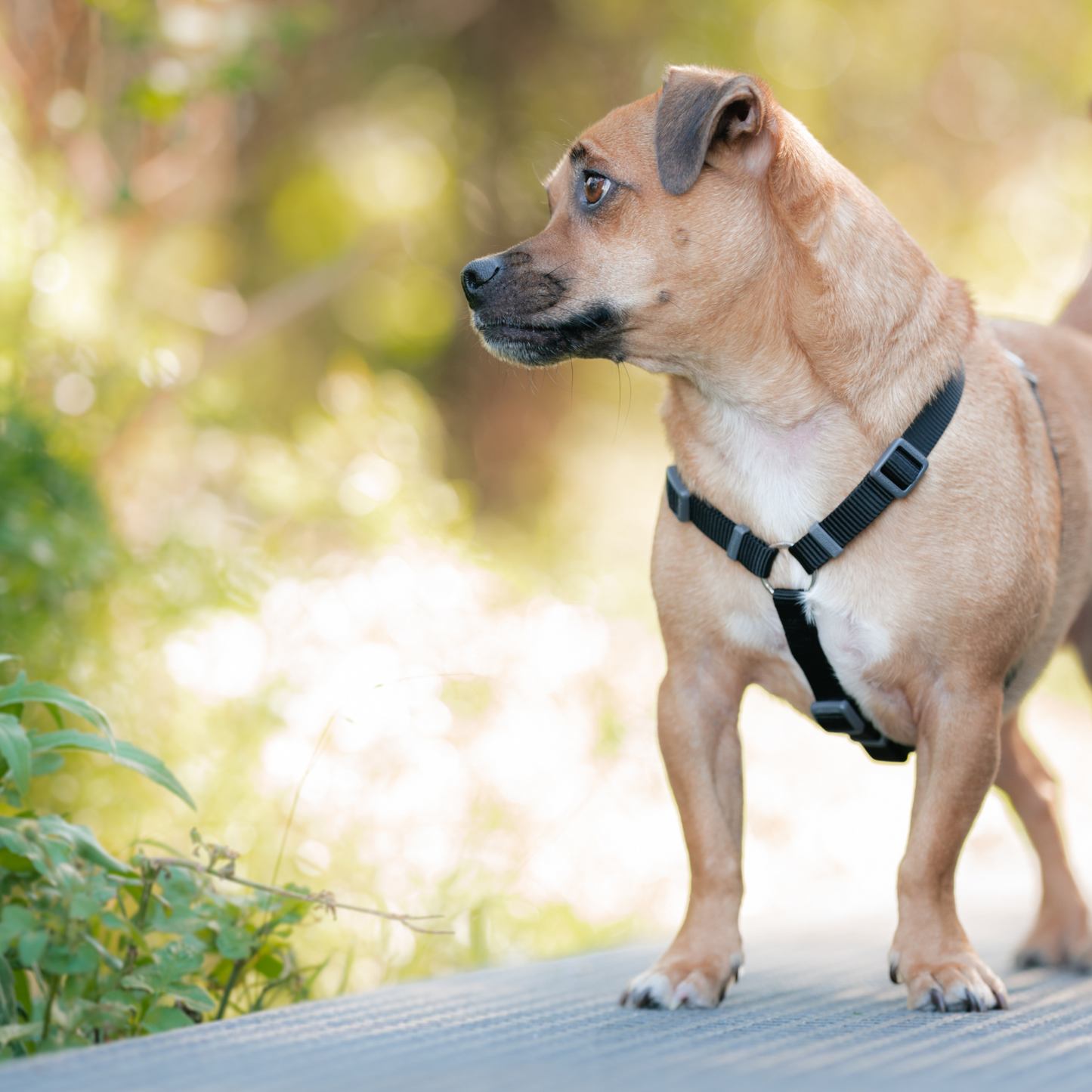 Harnais pour Chien – Boucle innovante – Nylon Premium｜forme H Basic - RedDingo