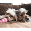 jouet kong pour chien chiot