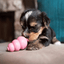 jouet kong puppy chiot
