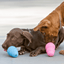 jouet kong puppy pour chien