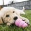 jouet kong puppy pour chiot