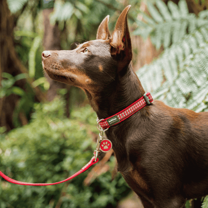 medaille a graver et collier pour chien
