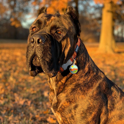 medaille chien inox email montagne