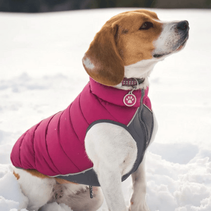 medaille collier chien rose patte