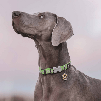 medaille collier identification pour chien
