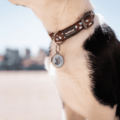 medaille collier personalise pour chien