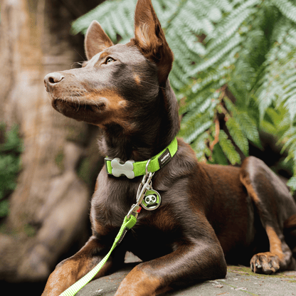 medaille collier personalise pour votre chien
