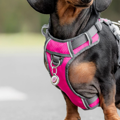 medaille cookie pour chien harnais