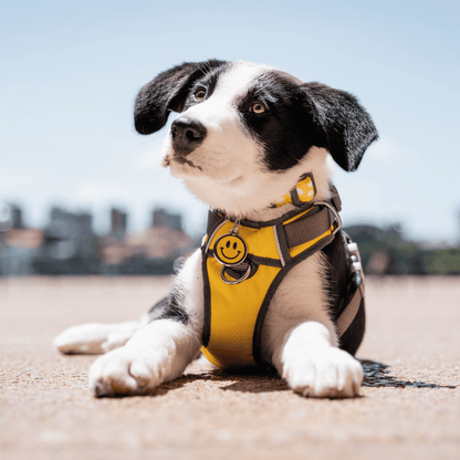 medaille identification pour chien email gravure personnalisable