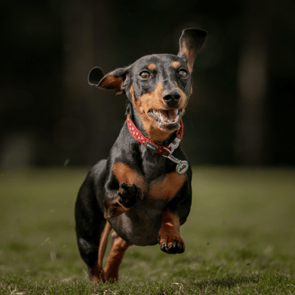 medaille identification pour chien email gravure personnalisee et collier pour chien