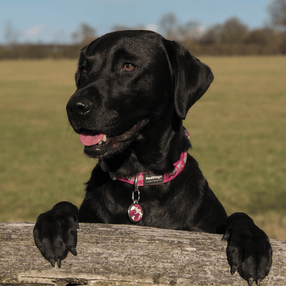 medaille identification pour chien inox email gravure personnalisable et collier