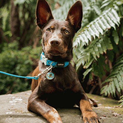 medaille personnalisable et collier identification pour chien