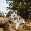 medaille personnalisee identification pour chien