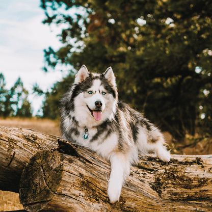 medaille personnalisee identification pour chien