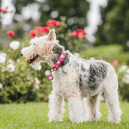 medaille personnalisée inox enamel identification et collier pour chien