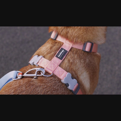 Laisse pour Chien Ultra Confort – Mousqueton breveté – Nylon Premium｜Pastel - RedDingo